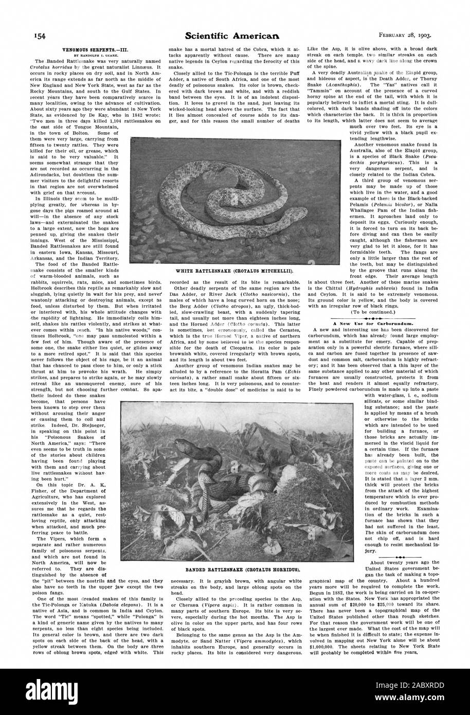 BY RANDOLPH 1. (MARE. A New Use for Carborundum. WHITE RATTLESNAKE (CROTALUS MITCHELLII). BANDED RATTLESNAKE (CROTALUS HORRIDUS)., scientific american, 1903-02-28 Stock Photo