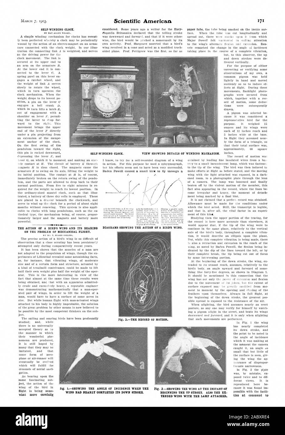 SELF-WINDING CLOCK. -me THE ACTION OF A BIRD'S WING AND ITS BEARING ON THE PROBLEM OF MECHANICAL FLIGHT. 1. DIAGRAMS SHOWING THE ACTION OF A BIRD'S WING. WINS HAD NEARLY COMPLETED ITS DOWN STROKE. TENDED WING WITH THE LAMP ATTACHED., scientific american, 1903-03-07 Stock Photo