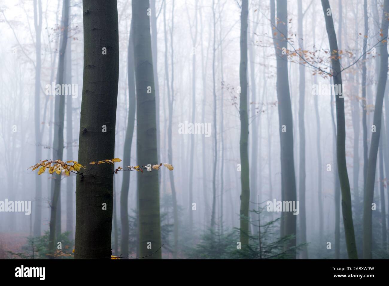 Mysterious dark beech forest in fog. Autumn morning in the misty woods. Magical foggy atmosphere. Landscape photography Stock Photo