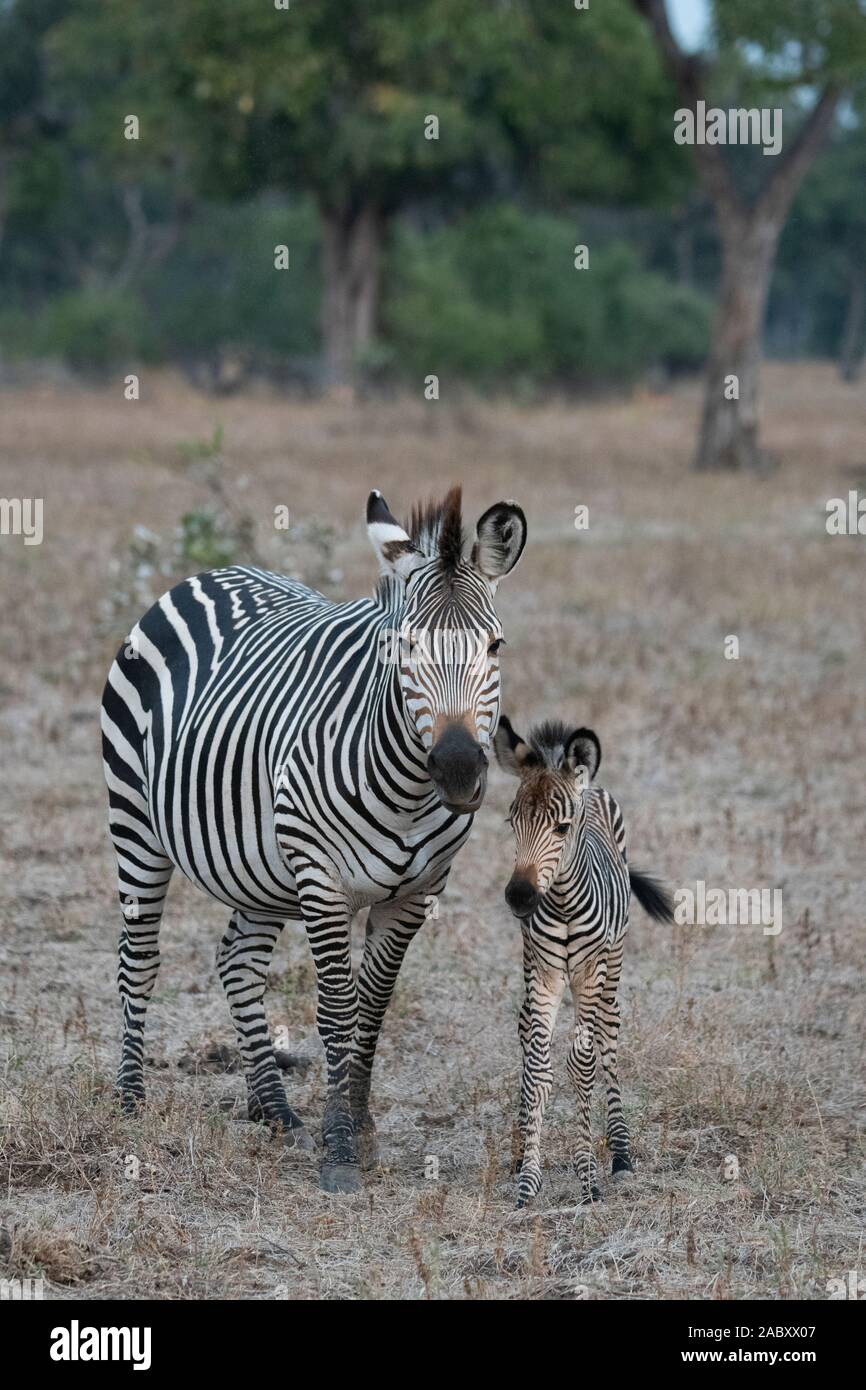 Africa, Zambia, South Luangwa National Park. Crawshay's zebra, aka