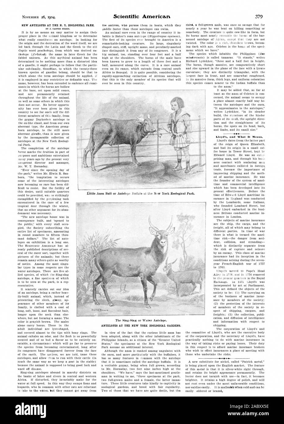 NEW ANTELOPES AT THE N. Y. ZOOLOGICAL PARK. ANTELOPES AT THE NEW YORK ZOOLOGICAL GARDENS. Lloyd's and What It Means., scientific american, 1904-11-26 Stock Photo