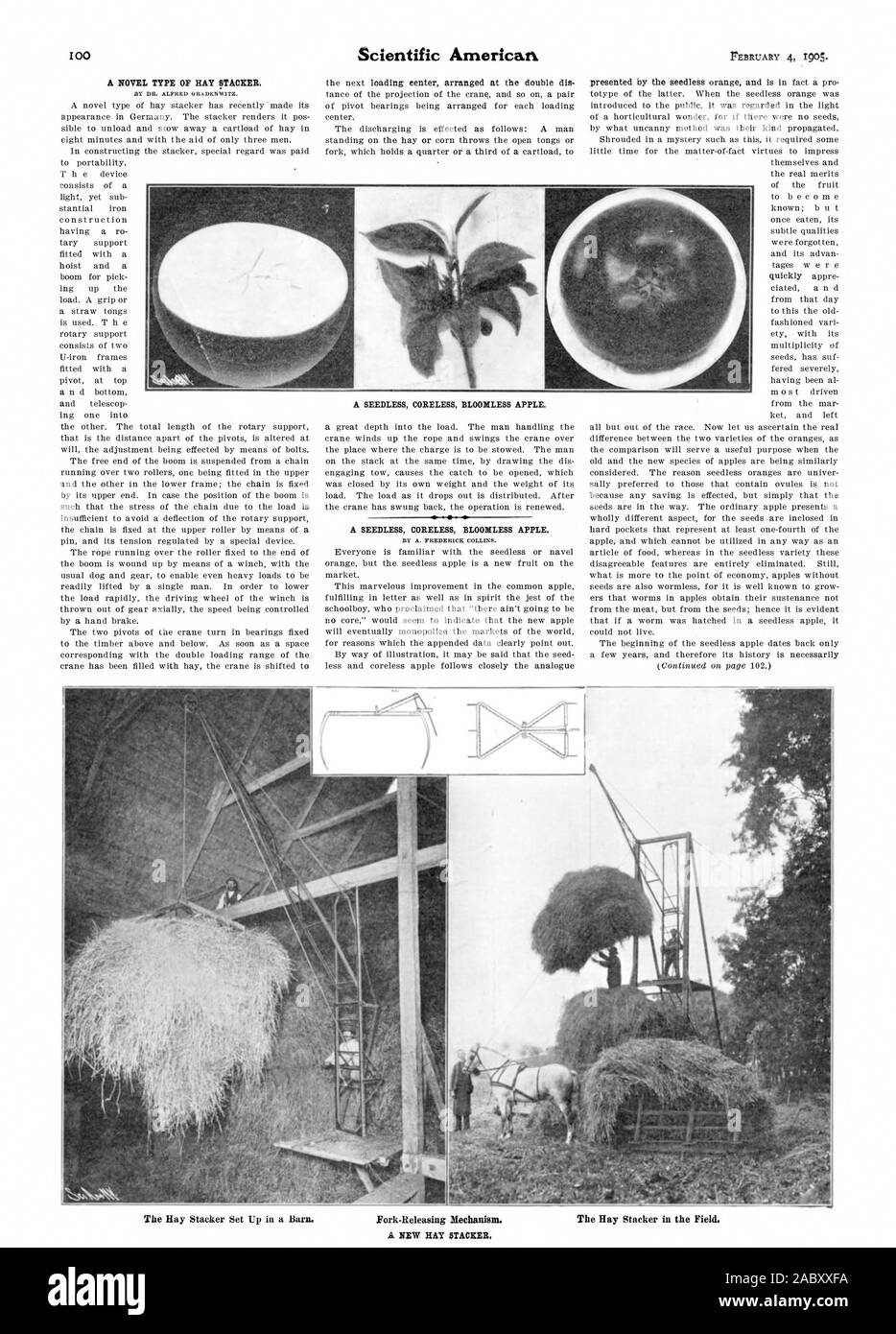 Seedless coreless bloomless apple hires stock photography and images