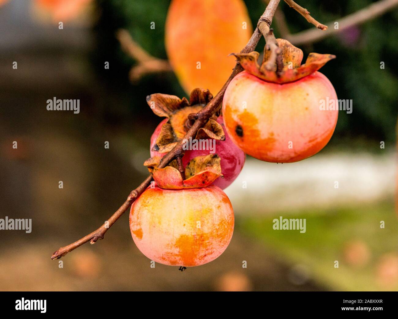 Persimmon, a typical autumn fruit. Particular Stock Photo