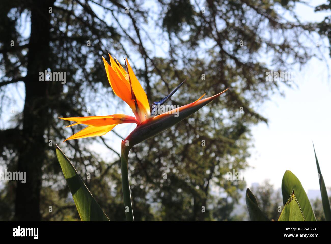 A bird of paradise flower taken at the Greystone Mansion in Beverly Hills. Stock Photo