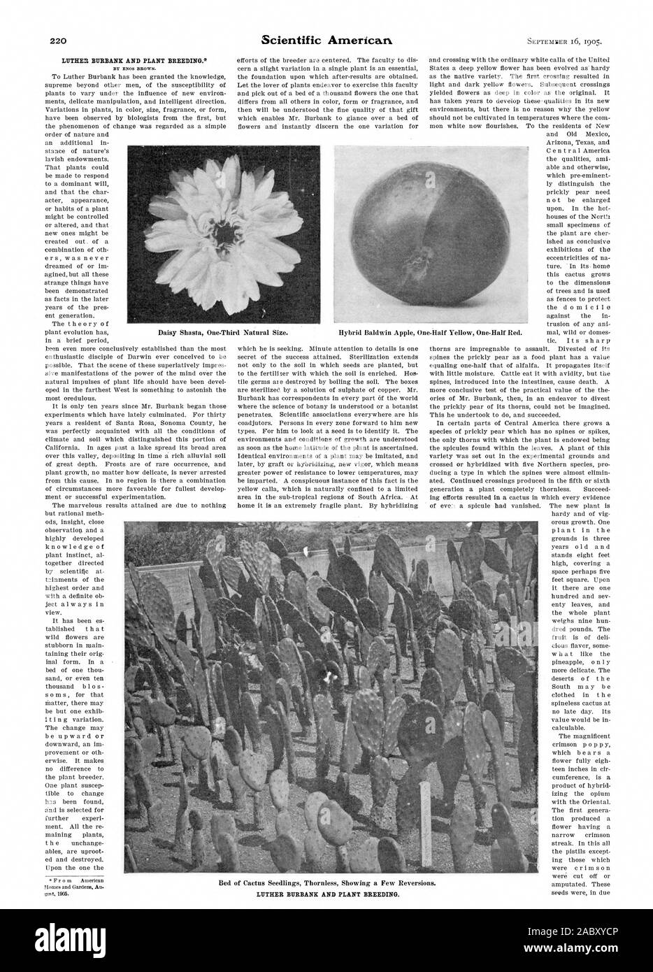LUTHER BURBANK AND PLANT BREEDING. BY ENOS BROWN., scientific american, 1905-09-16 Stock Photo