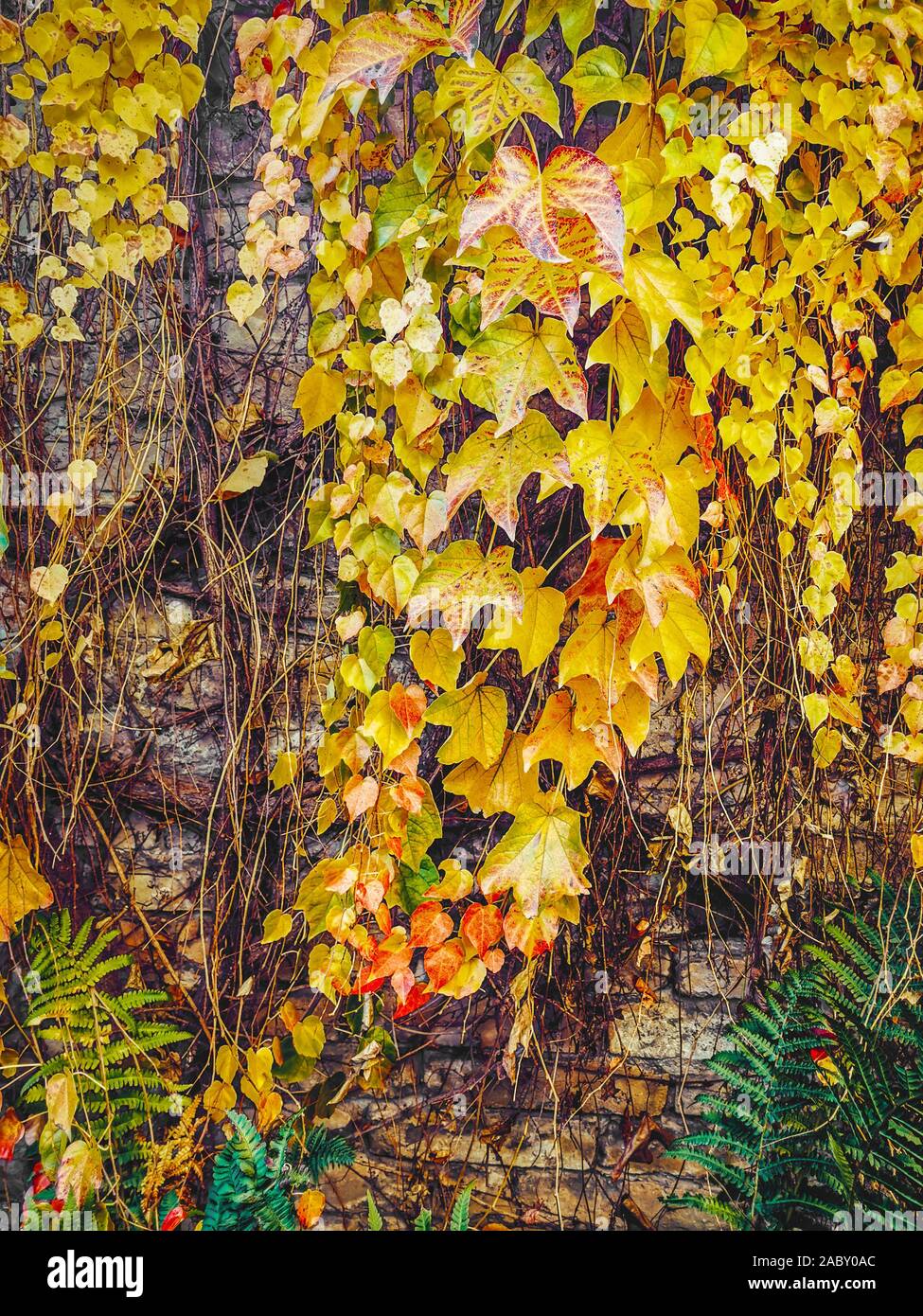 Autumn Ivy. The sun shining on wet autumn ivy growing up a brick wall
