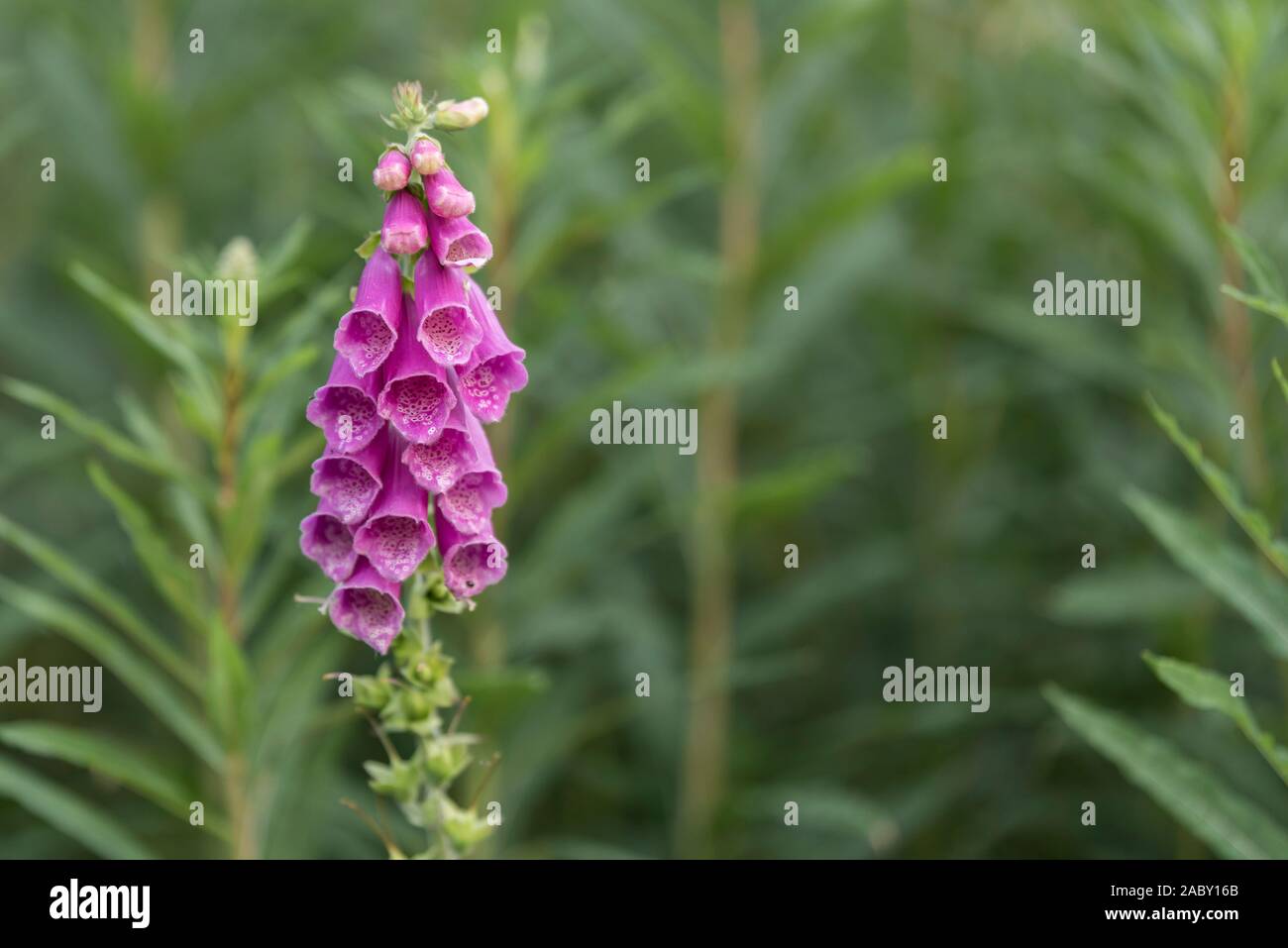 Foxglove foliage hi-res stock photography and images - Alamy