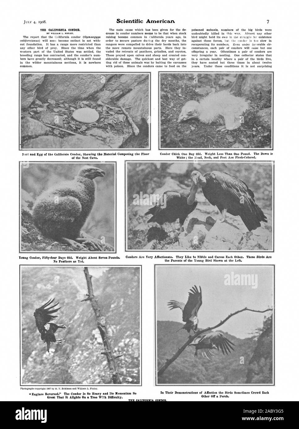 THE CALIFORNIA CONDOR. BY WILLIAM L. FINLEY. of the Nest Cave. White ; the Head Neck and Feet Are Flesh-Colored. Young Condor Fifty-four Days Old. Weight About Seven Pounds. No Feathers as Yet. Condors Are Very Affectionate. They Like to Nibble and Caress Each Other. These Birds Are the Parents of the Young Bird Shown at the Left. 'Engines Reversed.' The Condor Is So Heavy and Its Momentum S Great That It Alights On a Tree With Difficulty. In Their Demonstrations of Affection the Birds Sometimes Crowd Each Other Off a Perch. THE CALIFORNIA CONDOR., scientific american, 1908-07-04 Stock Photo