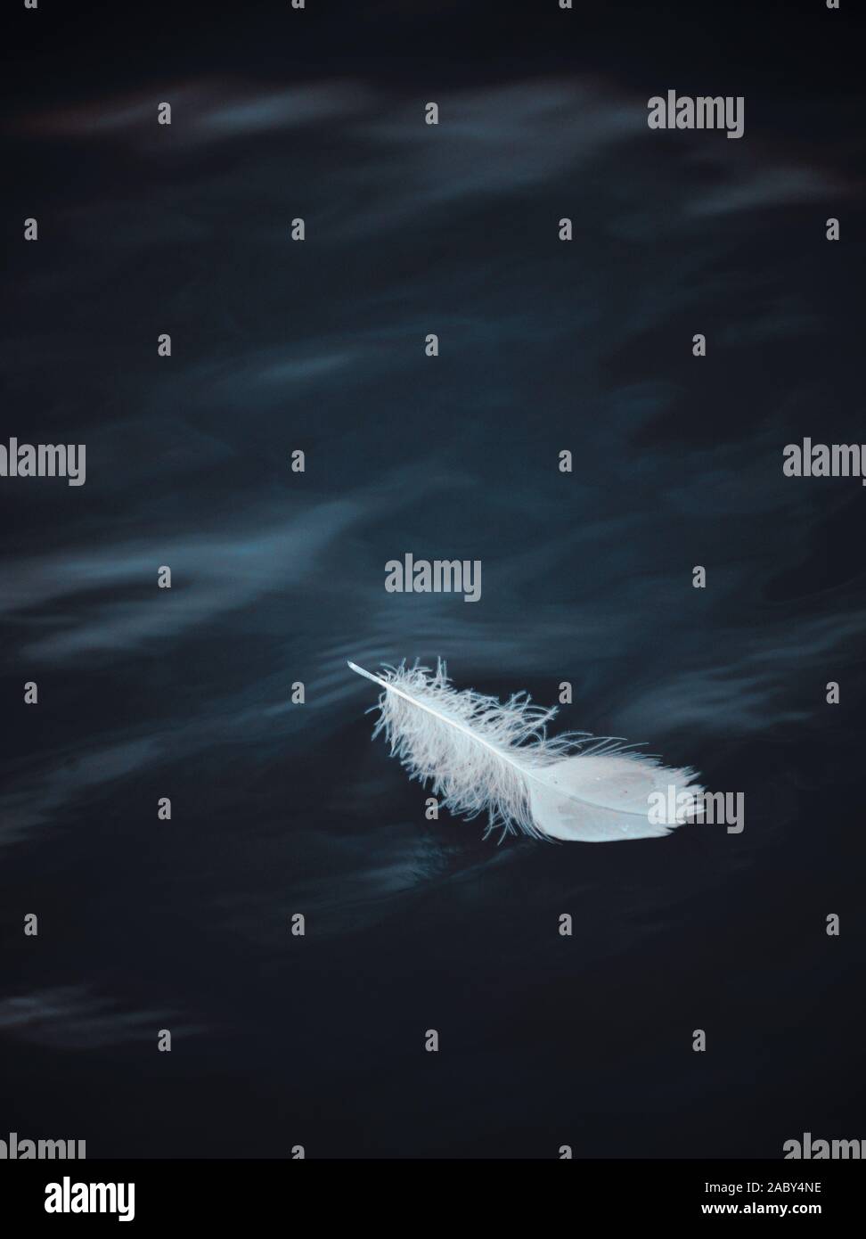Feather floating on water Stock Photo Alamy