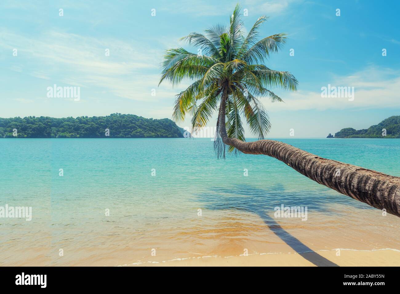 Coconut palm tree over summer beach sea with clear water sea and wave with island in background in Phuket, Thailand. Summer, Travel, Vacation and Holi Stock Photo