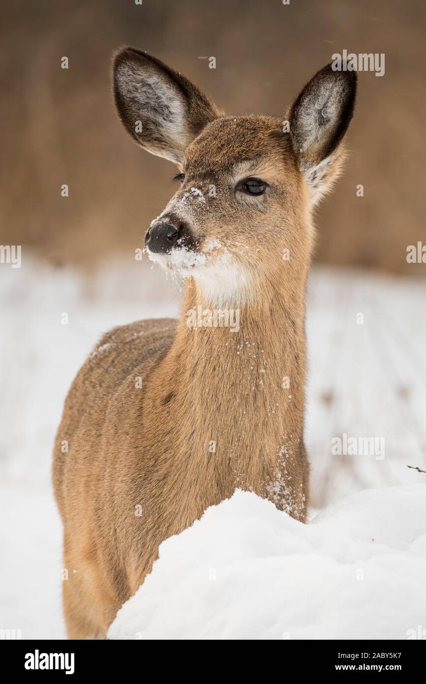White-tailed deer standing in snow. Stock Photo