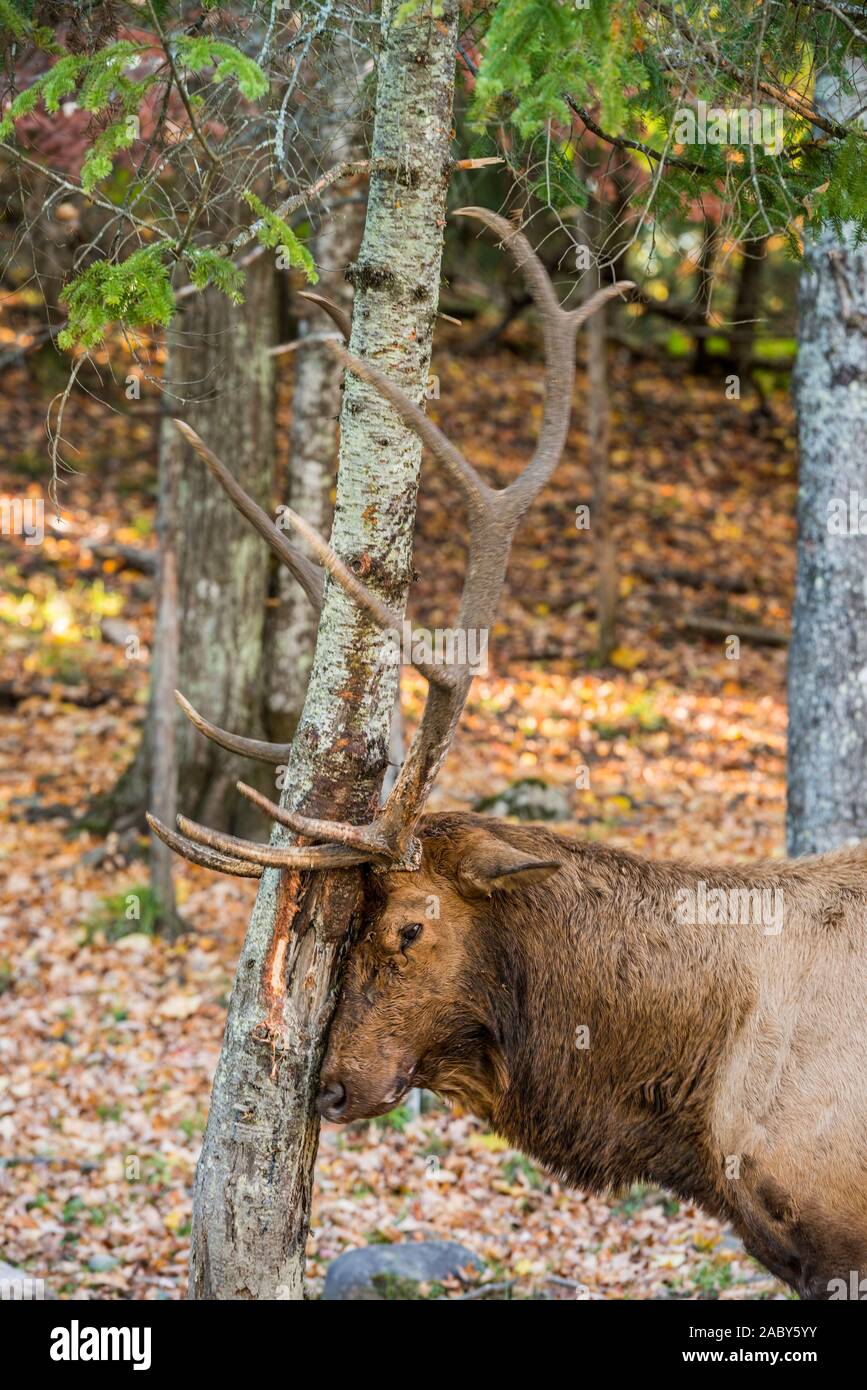 Bull Elk rubbing against a tree trunk. Stock Photo