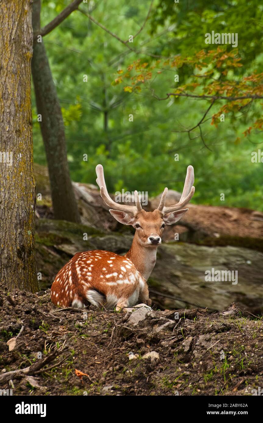 Fallow Deer buck lying down Stock Photo Alamy