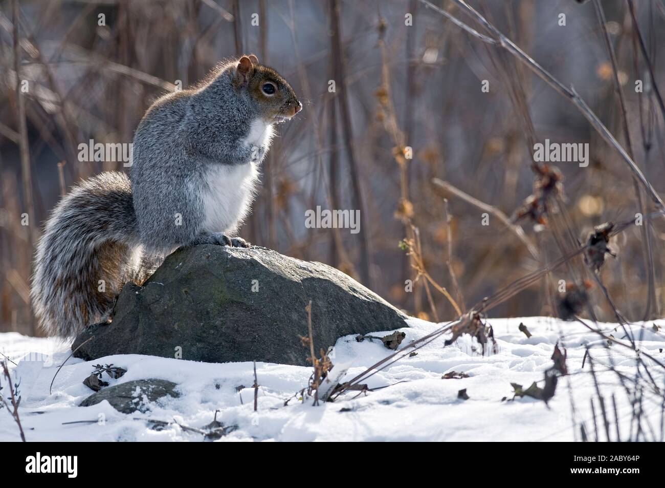 Gray Squirrel sitting on a rock in winter time. Stock Photo