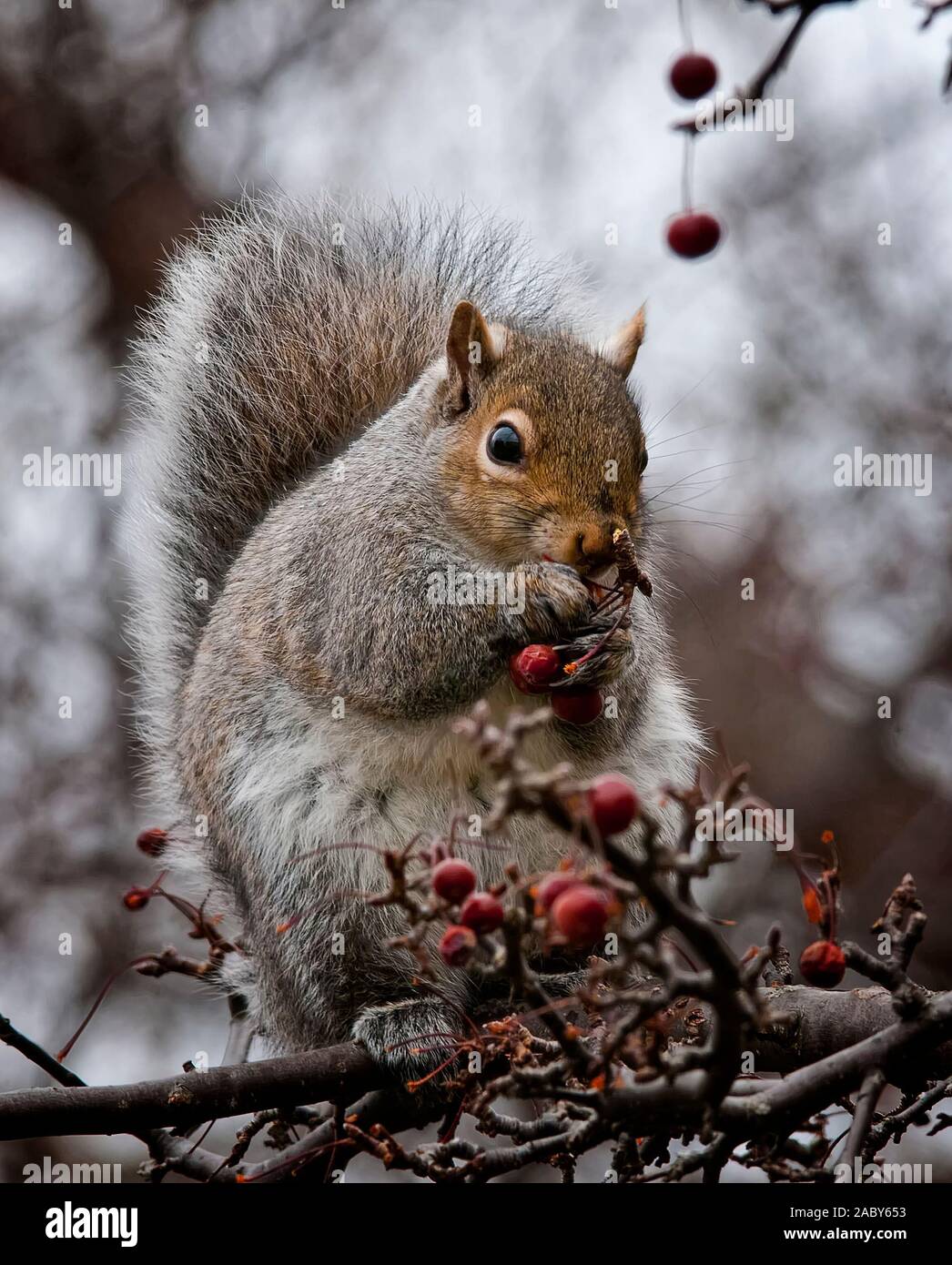 Grey Squirrel sitting on branch eating red berries. Stock Photo