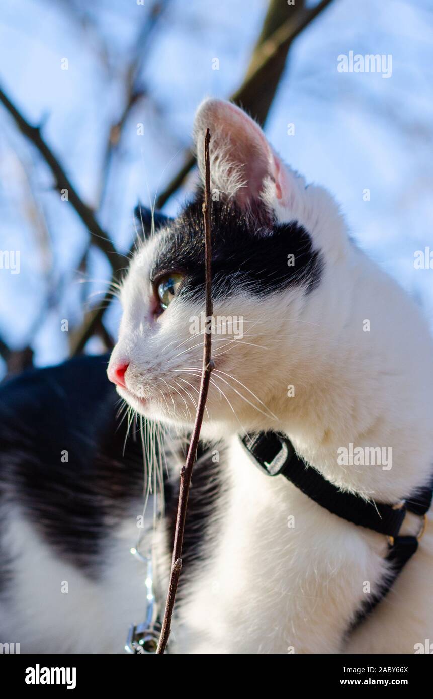 Bicolor cat climbed in the tree and looking perfect Stock Photo