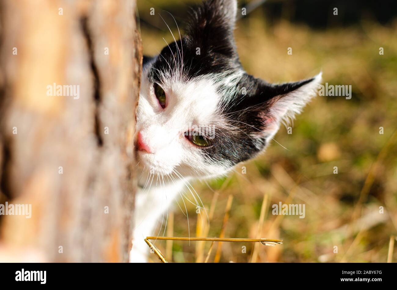 Bicolor cat hiding after a tree and smelling the shell Stock Photo