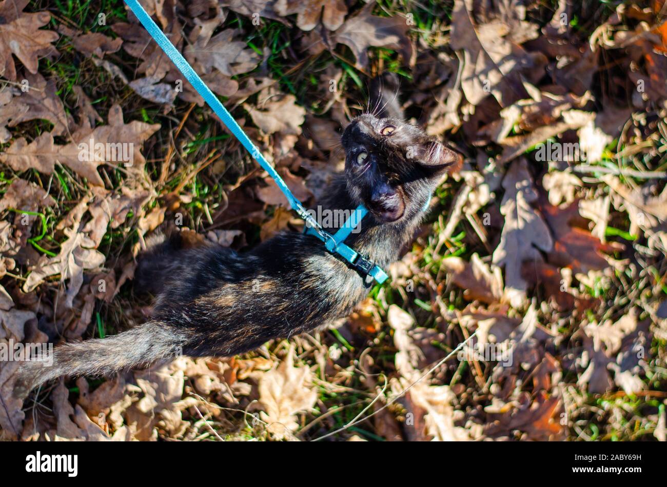 Tortie kitten camouflaged in autumn leafs Stock Photo