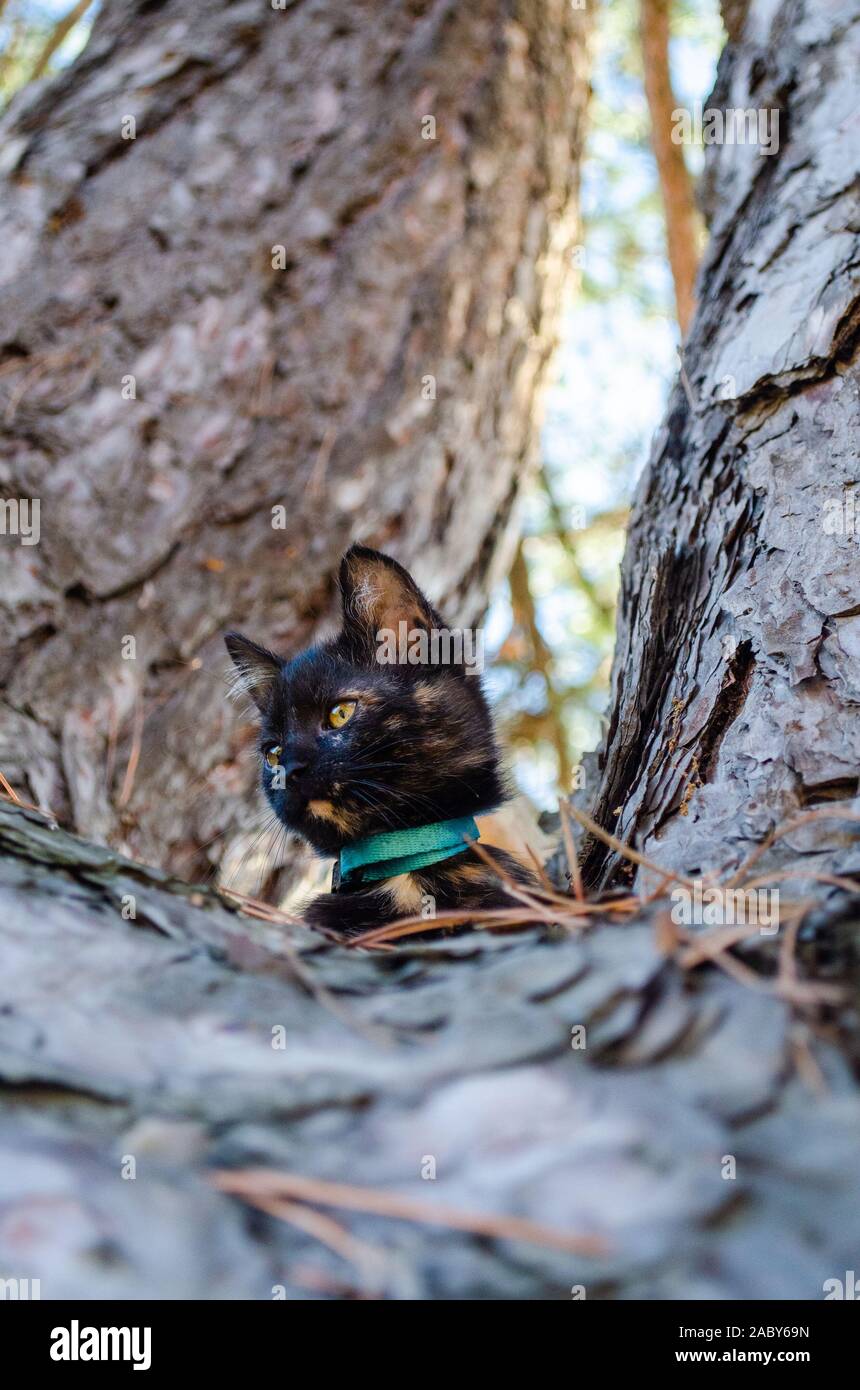 Tortie kitten hidden in the tree Stock Photo