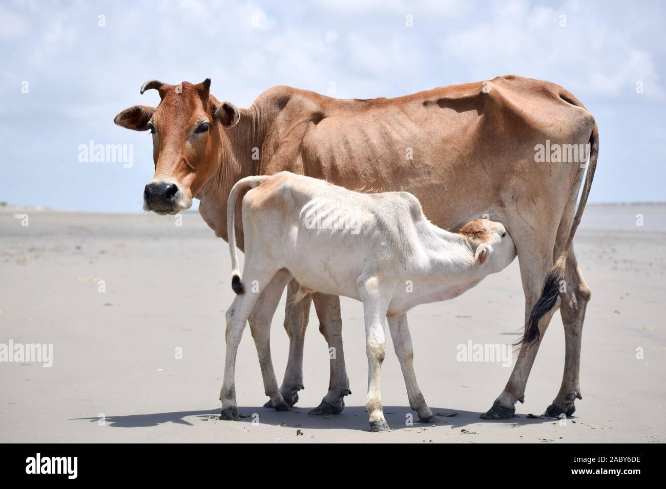 Cute Baby Calf Drinking Mothers Milk . Indian Cow Feeding Milk to ...