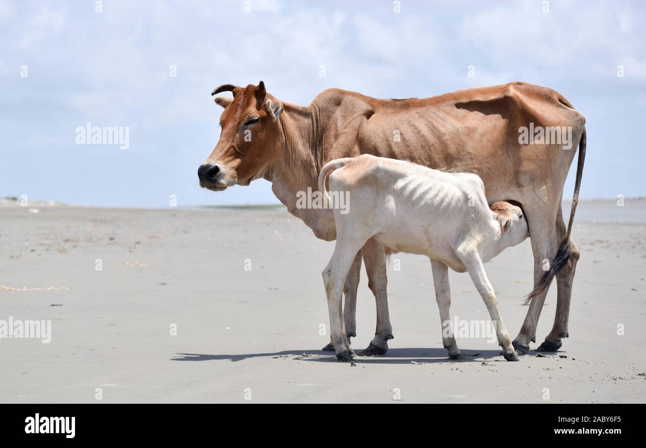 Cute Baby Calf Drinking Mothers Milk . Indian Cow Feeding Milk to her Calf. Close up