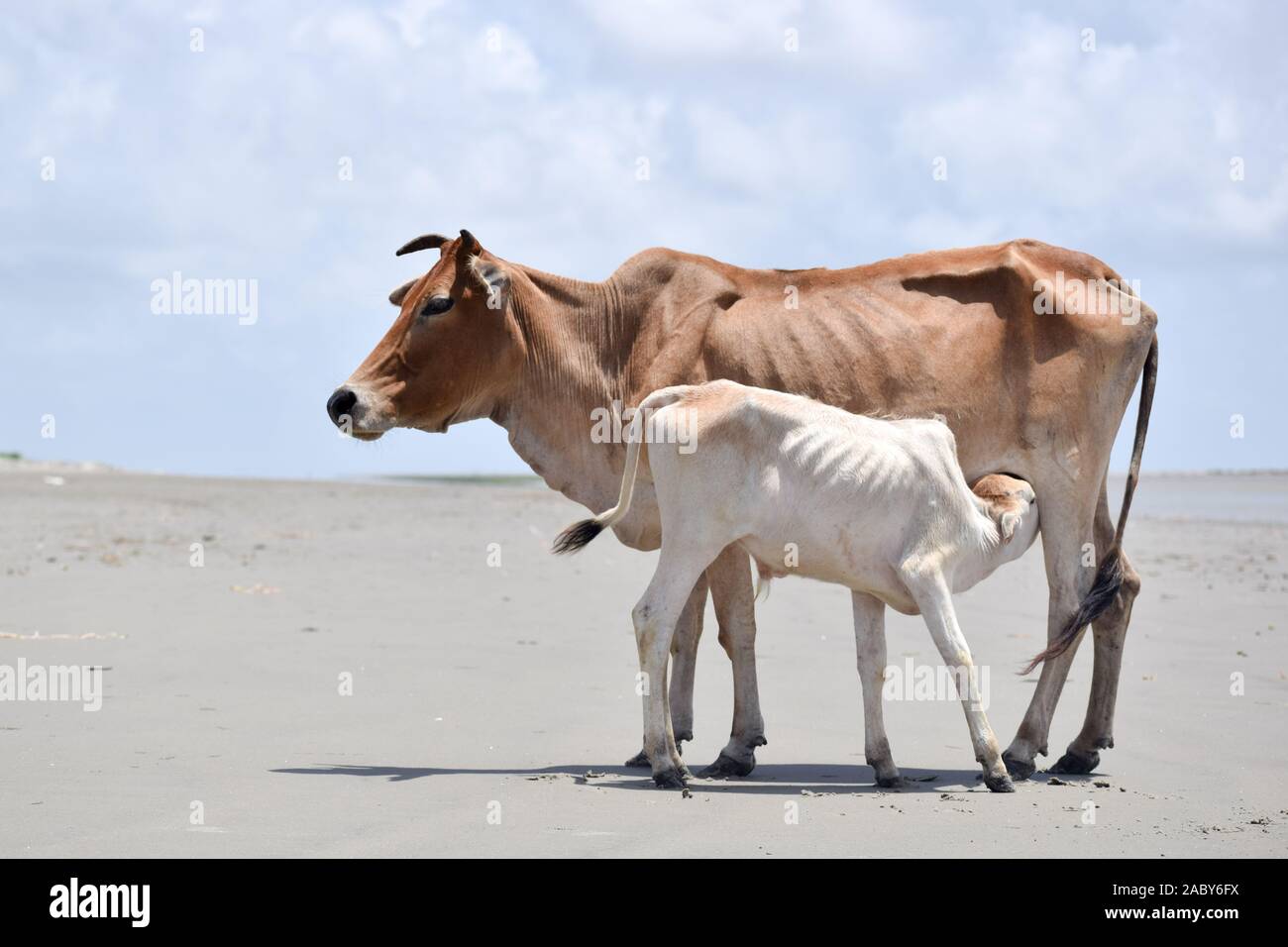 Cute Baby Calf Drinking Mothers Milk . Indian Cow Feeding Milk to her