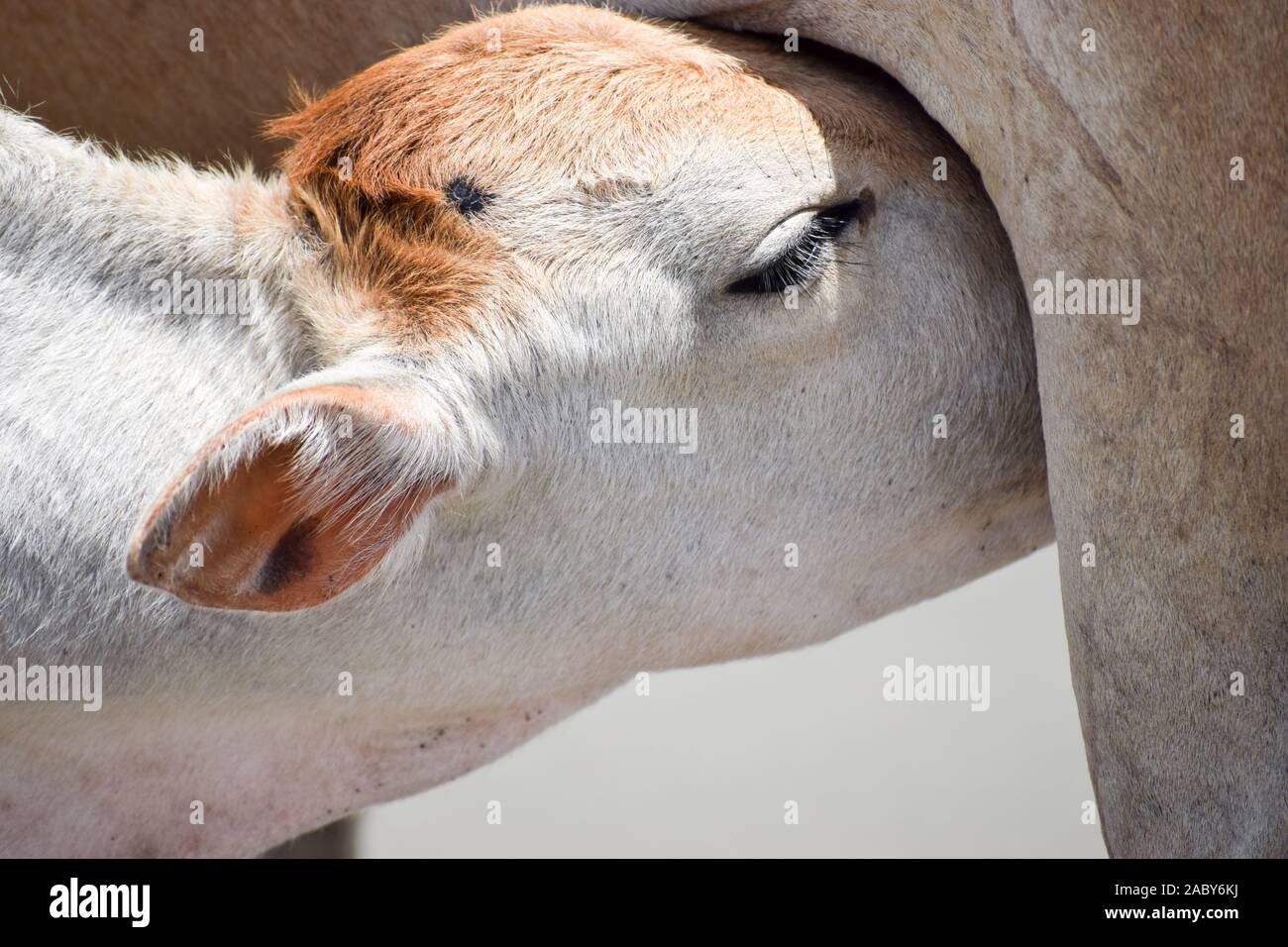 Cute Baby Calf Drinking Mothers Milk . Indian Cow Feeding Milk to ...