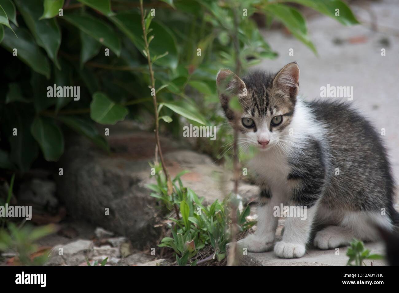 Little kitten Stock Photo
