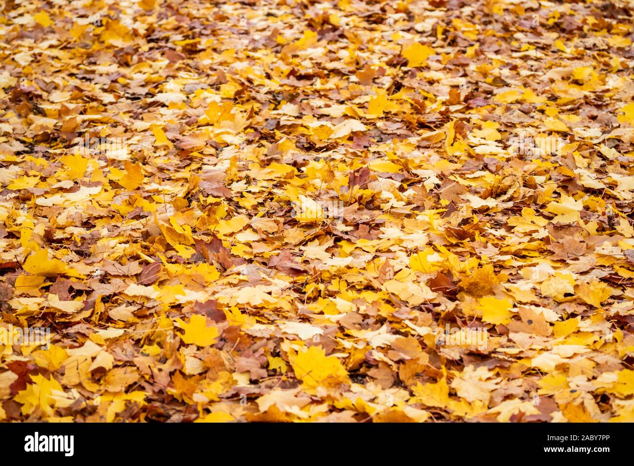 Light colored maple wood floor hi-res stock photography and images - Alamy