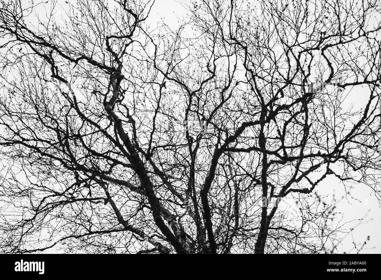 Tree Branches Silhouette On An Autumn Sky Background Stock Photo Alamy