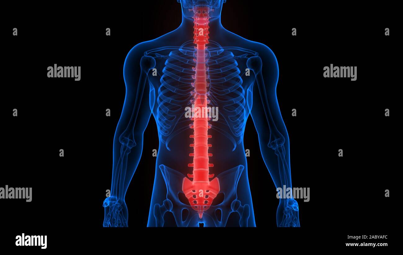 Vertebral Column of Human Skeleton System Anatomy xray 3D Rendering