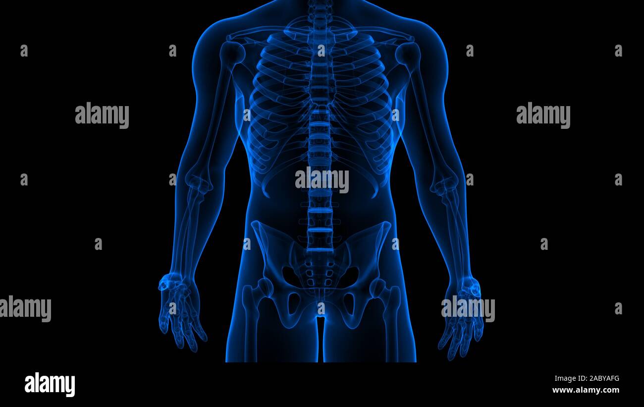 Human Skeleton System Bone Joints Anatomy X-ray 3D rendering Stock ...