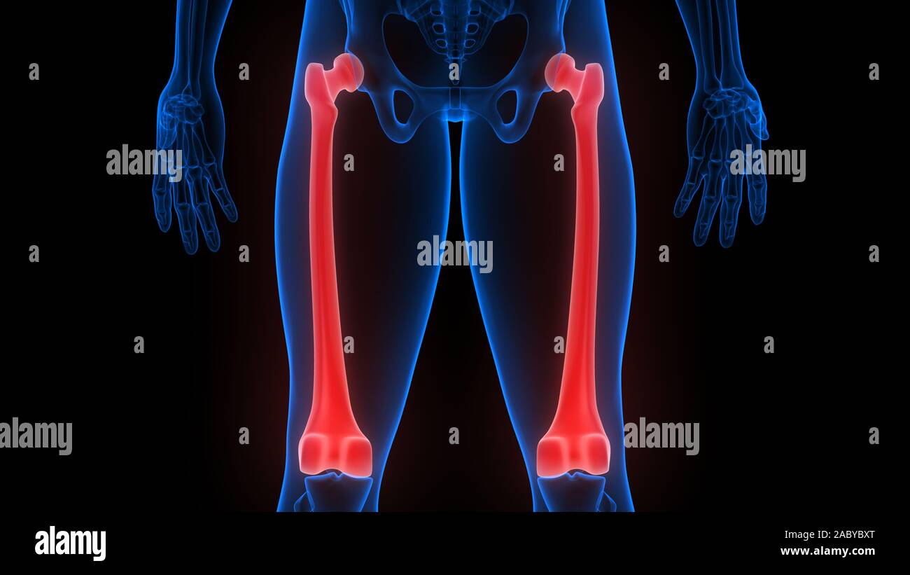 Human Skeleton System Bone Joints Anatomy X Ray 3d Rendering Stock