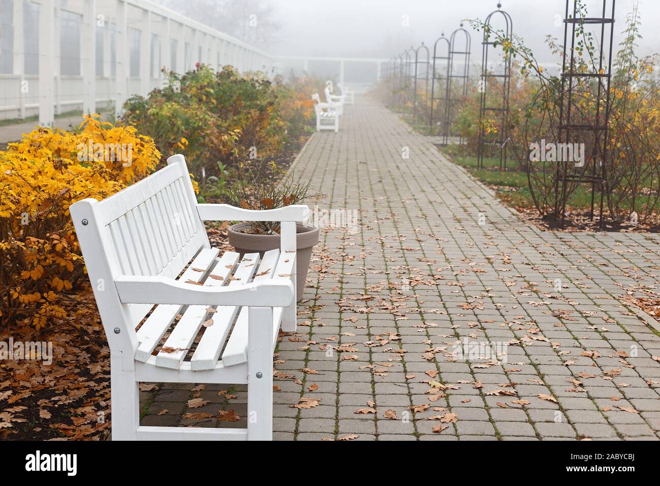 Misty November day in a botanical garden. Muted colors of autumn. Stock Photo