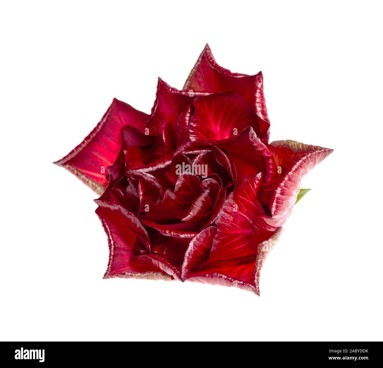 A single red rose isolated on white background Stock Photo - Alamy