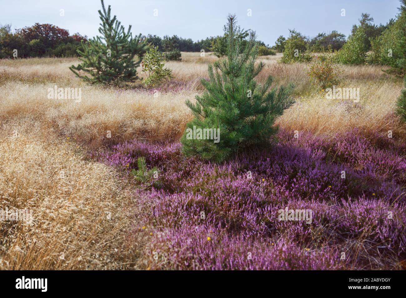 Heather flower and grass meadow with lone pine trees Stock Photo
