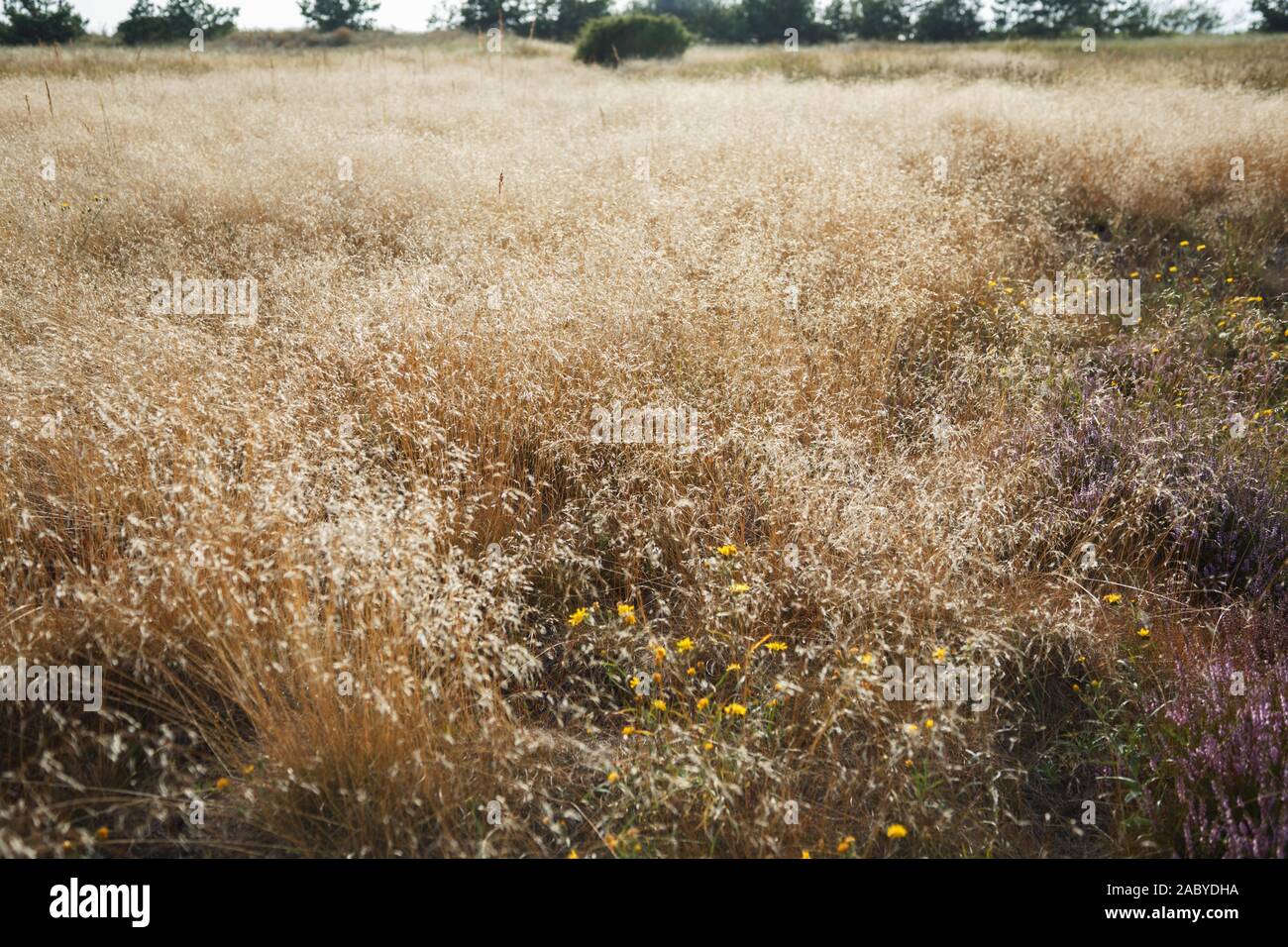 Autumn landscape with dry yellow grass meadow. Common bent Agrostis capillaris Stock Photo