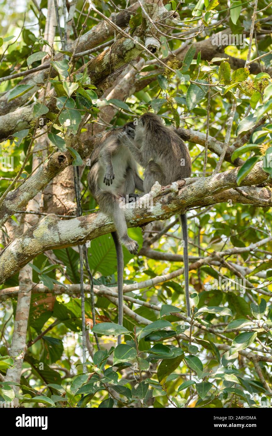 Wild long tailed macaque monkies in Tanjung Puting National Park ...