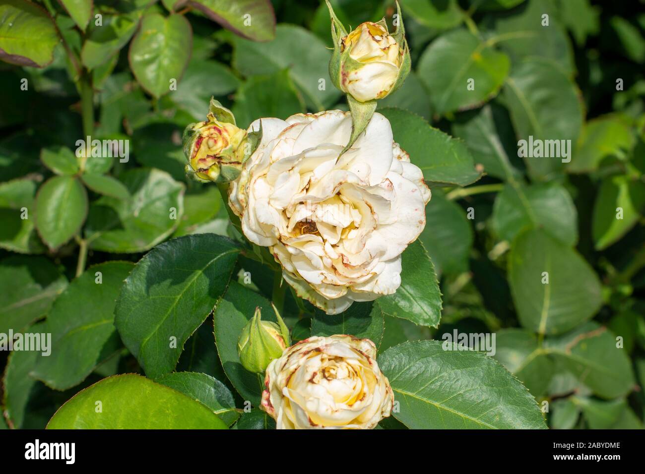 sick rose flowers and leaves in spots of rot. Protection against
