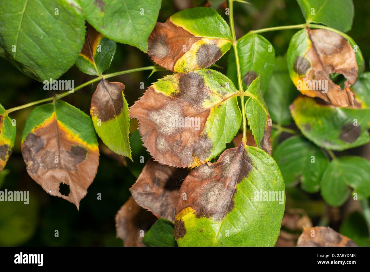 sick rose bushes and leaves. Protection against diseases in garden