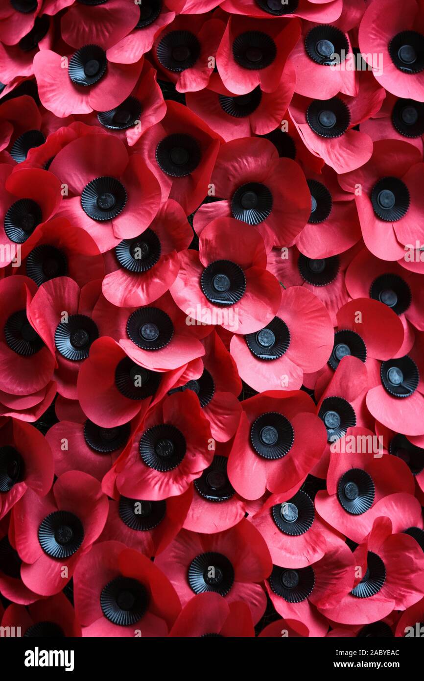 Remembrance Day: Poppy Appeal. Full frame detail of red poppies of remembrance in tribute to those lost their lives in the line of duty. Stock Photo