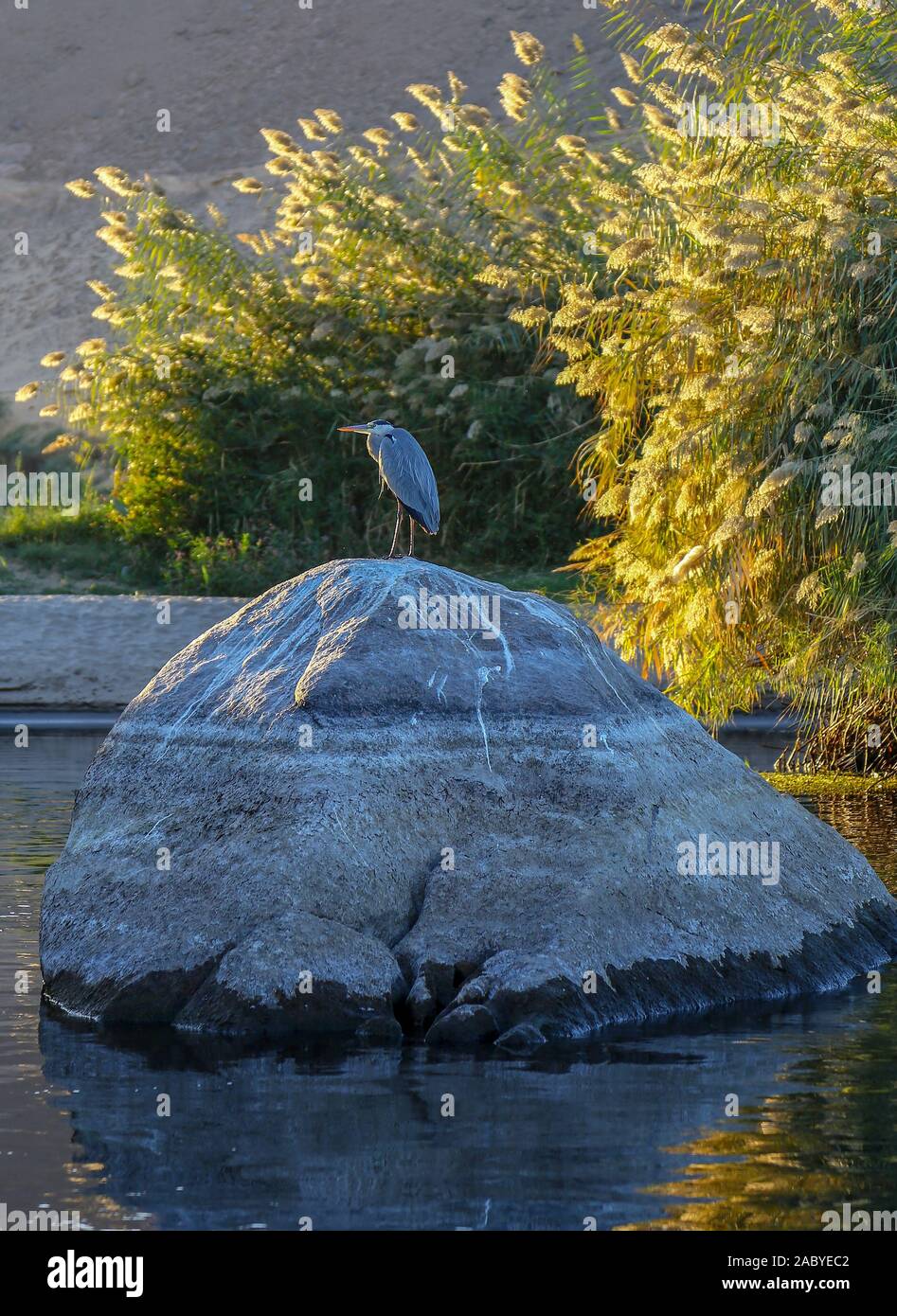 A Grey Heron (Ardea cinerea), a long-legged predatory wading bird of the heron family, Ardeidae, Aswan, Egypt, Africa Stock Photo