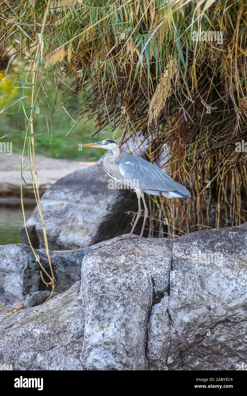 A Grey Heron (Ardea cinerea), a long-legged predatory wading bird of the heron family, Ardeidae, Aswan, Egypt, Africa Stock Photo