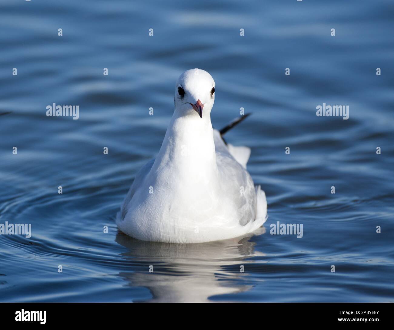 Black-headed gull swimming Stock Photo