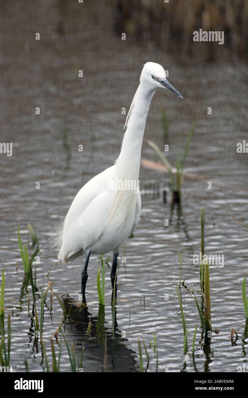 Little Egret fishing in marsh Stock Photo