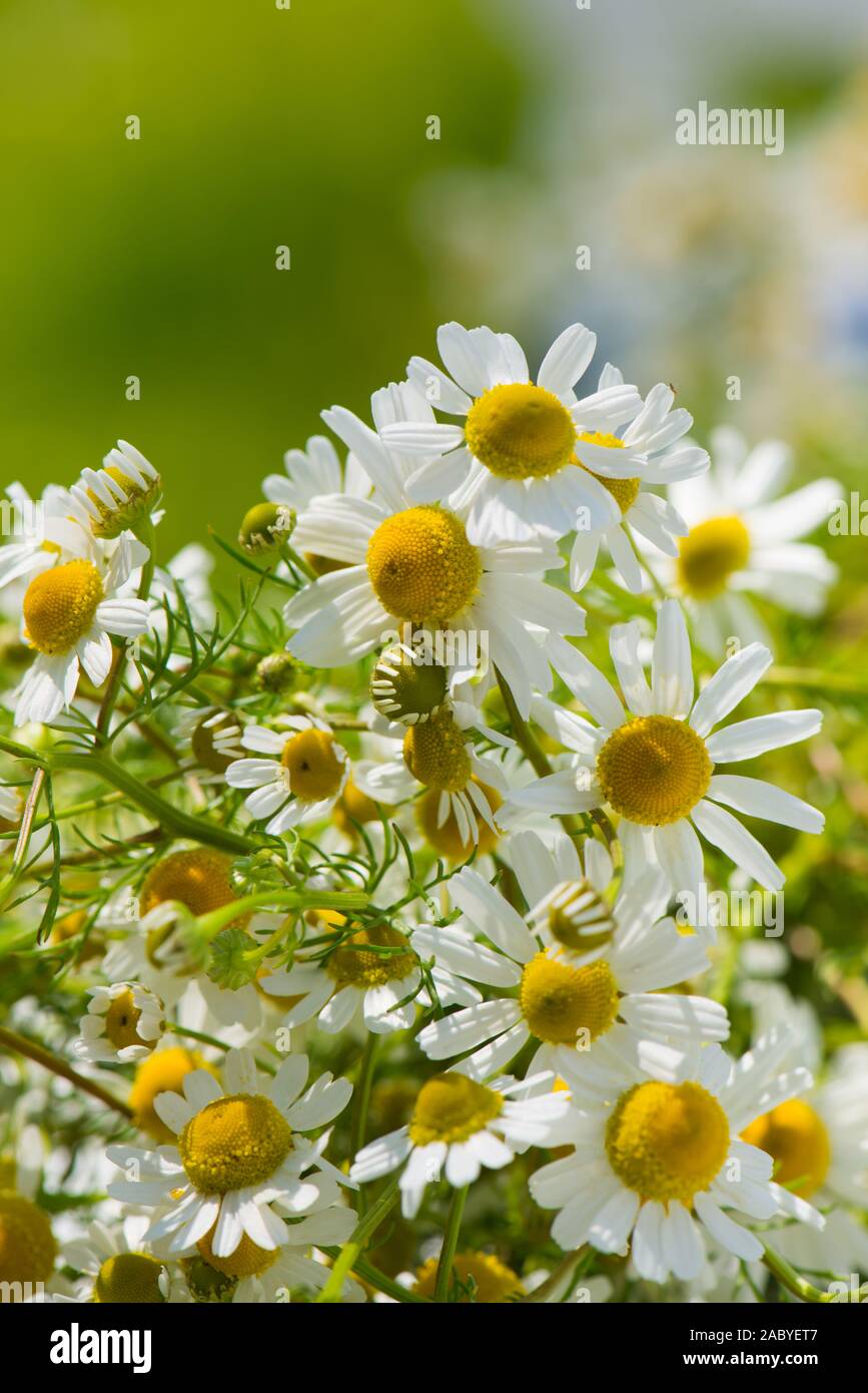 White chamomile blossoms in hi-res stock photography and images - Alamy