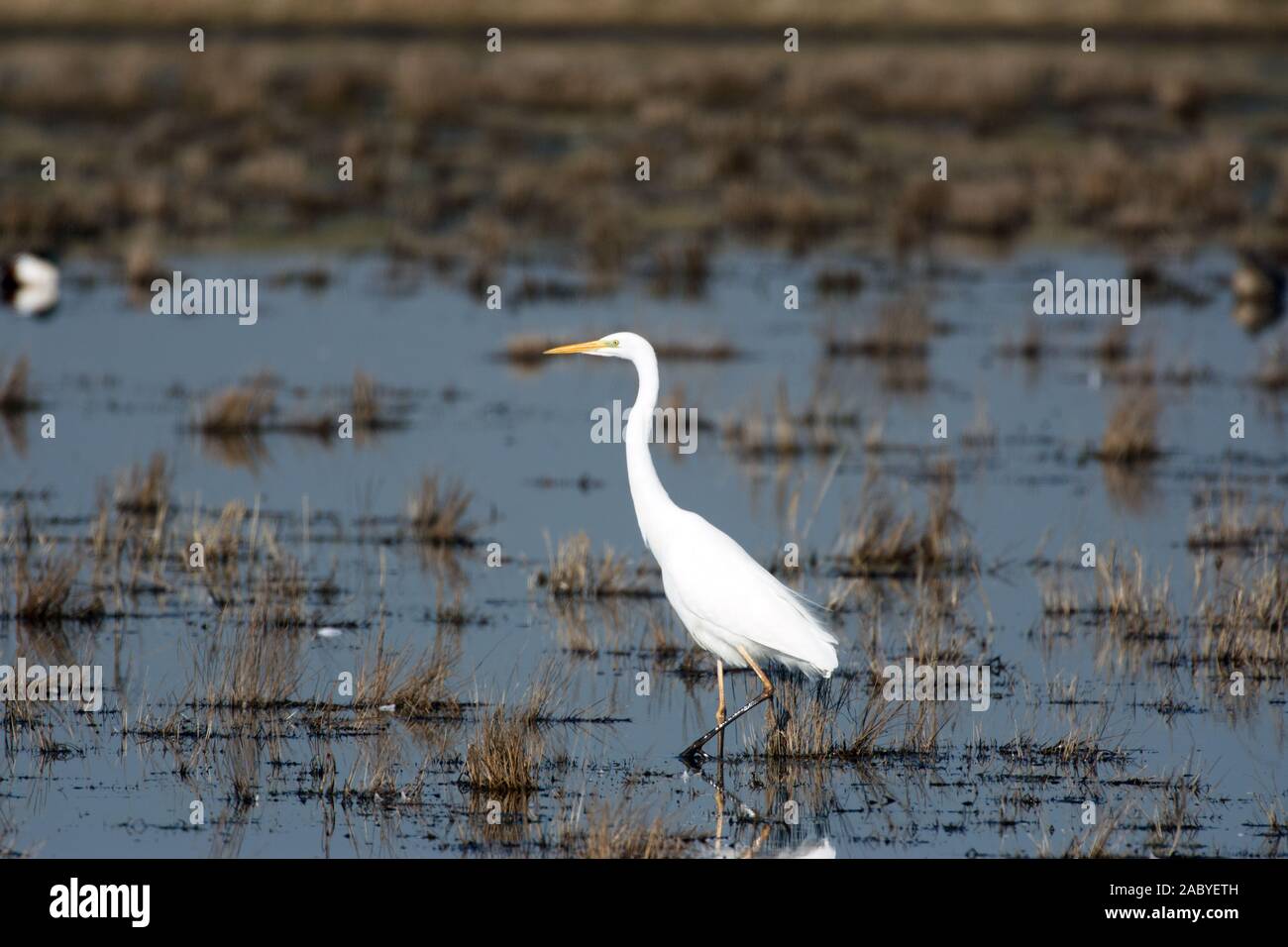 Great White Egret wading in marsh Stock Photo