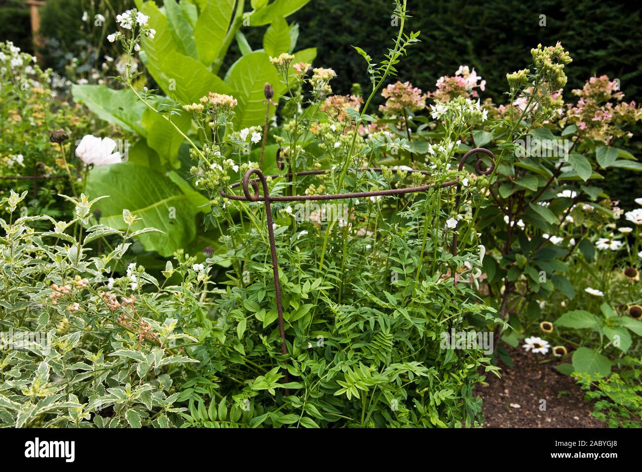 Ornamental garden border Stock Photo