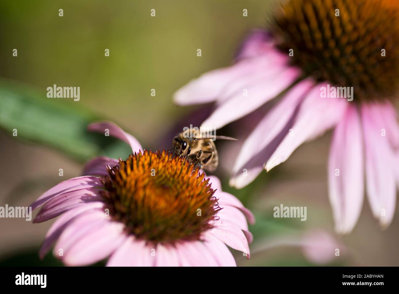 A worker bee feeding on an Echinacea flower head Stock Photo