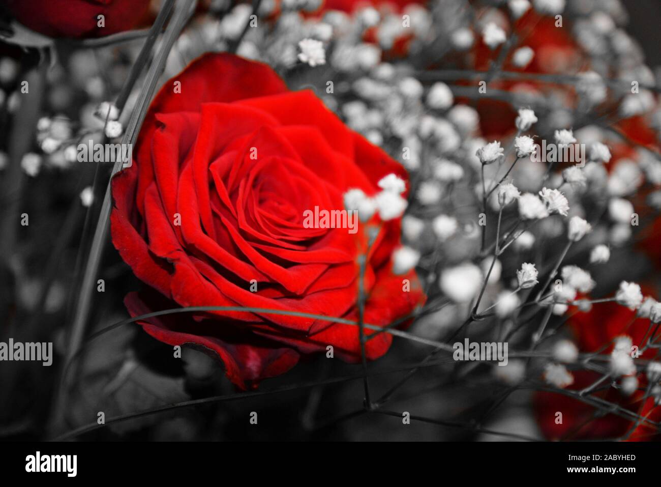 Bouquet of red roses Stock Photo - Alamy